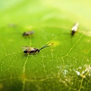 thumbnail for publication: A Parasitoid Wasp Cotesia congregata (Say) (Insecta: Hymenoptera: Braconidae)